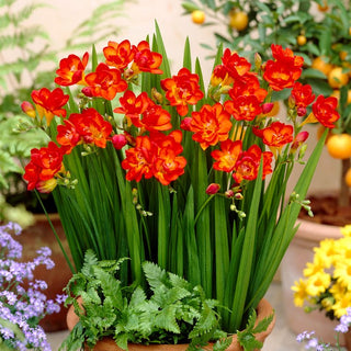 Fresia doppia - Rosso - Freesia - Ravviva le composizioni estive - 10 bulbi
