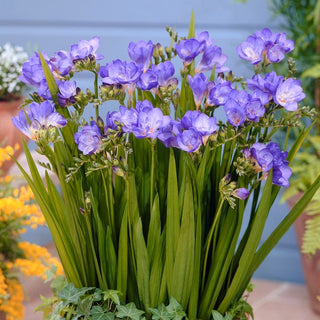 Fresia semplice - blu - Freesia - Fioritura lunga e abbondante - 10 bulbi