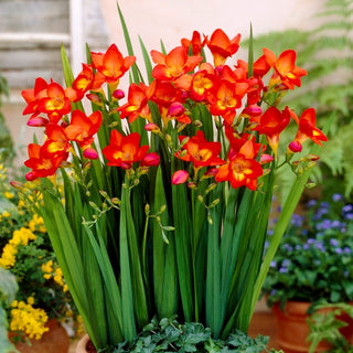 Fresia semplice - Rosso - Freesia - Splendida in vaso - 10 bulbi