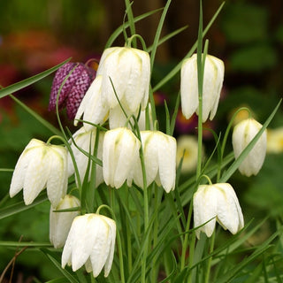 Fritillaria meleagris - Alba - Accento armonioso e pacifico - 5 bulbi