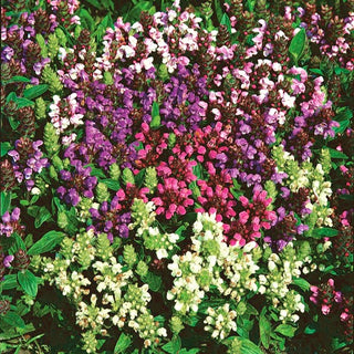 Prunella delle Alpi - Attira farfalle e api - Prunella grandiflora - Semi Premium