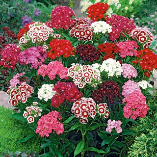 Garofano dei Poeti - Miscuglio - Decorazione multicolore per aiuole classiche - Dianthus barbatus