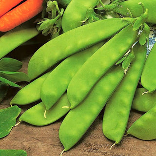Piselli Mangiatutto - Oregon Sugar Pod - A crescita bassa, facile da coltivare