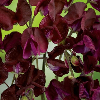 Pisello Odoroso - Beaujolais - Splendida decorazione per pergole e gazebo - Lathyrus odoratus