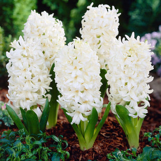Giacinto - Carnegie - Hyacinthus - Composizioni eleganti - 3 bulbi