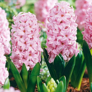 Giacinto - Fondant - Hyacinthus - Tonalità rosa unica e delicata - 3 bulbi