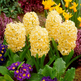 Giacinto - City of Haarlem - Hyacinthus - Ideale per bouquet di primavera - 3 bulbi
