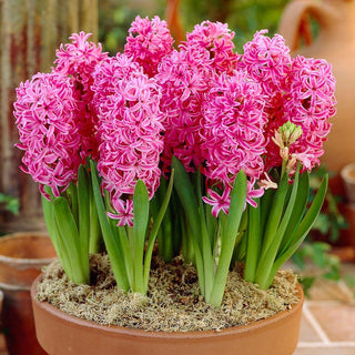 Giacinto - Pink Pearl - Hyacinthus - Ideale per aiuole e vasi - 3 bulbi