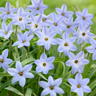 Ipheion - uniflorum - Contrasto bianco per aiuole colorate - 10 bulbi