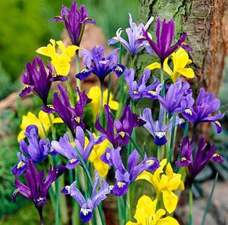 Iris botanici - Mix - Miscela colorata primaverile - 10 bulbi