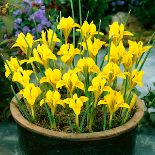 Iris danfordiae - Messaggero solare di primavera - 10 bulbi