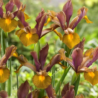Iris hollandica - Lion King - Colore vivace e originale - 10 bulbi