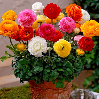 Ranuncolo asiatico - Tomer - Ranunculus - Ideale per vasi da terrazzo - 10 bulbi