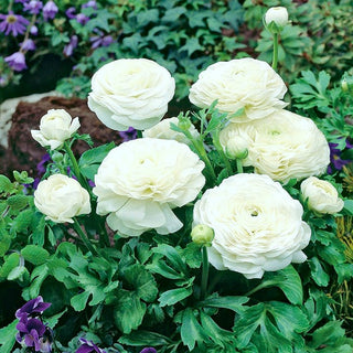 Ranuncolo - Bianco - Ranunculus - Crea accenti luminosi e brillanti - 10 bulbi