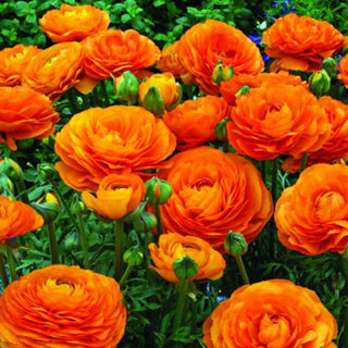 Ranuncolo - Arancione - Ranunculus - Crea un’atmosfera estiva in giardino - 10 bulbi
