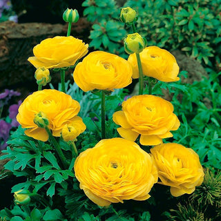 Ranuncolo - Giallo - Ranunculus - accento esotico orientale - 10 bulbi