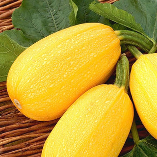 Zucchino Złoty Cepelin - Sapore delicato e alta produttività - Cucurbita pepo - 100 g
