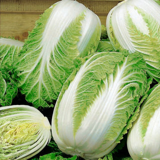 Cavolo cinese Forco F1 - Struttura delicata e sapore dolce