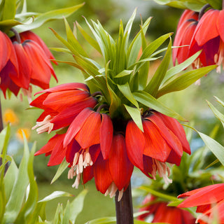 Fritillaria imperialis - Rosso - Ideale per aiuole scenografiche