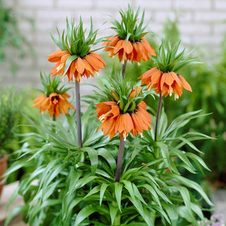 Fritillaria imperialis - William Rex - Accento deciso nella bordura