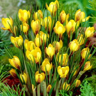 Crocus - Fuscotinctus - Esplosione precoce di giallo - 10 bulbi