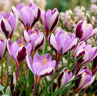 Crocus - Minimus - Si distingue per il tono delicato - 10 bulbi