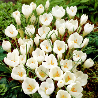 Crocus - Miss Vain - Crea composizioni floreali uniche - 10 bulbi