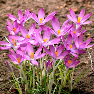 Crocus - Roseus - Fioritura precoce, fascino rosa - 10 bulbi