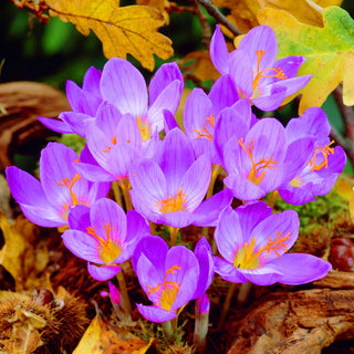 Crocus - speciosus - Porta un tocco di colore in autunno - 10 bulbi