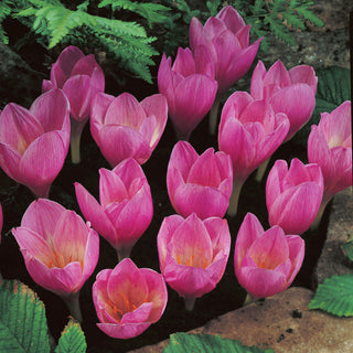 Crocus - zonatus - Fioritura autunnale, varietà unica - 10 bulbi