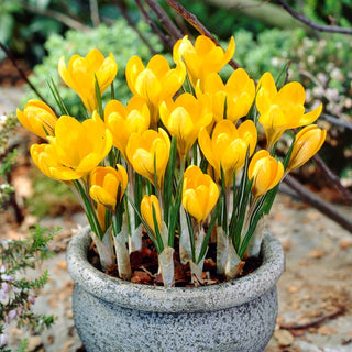 Crocus - Golden yellow - Ideale da piantare nei prati - 10 bulbi