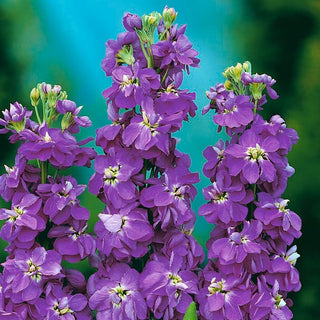 Violacciocca - Excelsior Miracle Mid Blue - Fiori estivi abbondanti e profumati - Matthiola incana