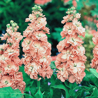 Violacciocca - Excelsior Apricot - Tonalità calda e romantica dei fiori - Matthiola incana