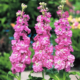 Violacciocca - Excelsior Rose no. 14 - Classico da giardino rosa cipria - Matthiola incana