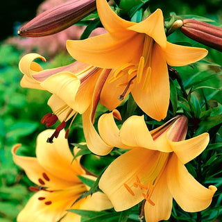 Giglio tromba - African Queen - Lilium - Spettacolo arancione e viola