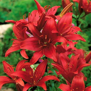 Giglio asiatico - Lilium - Rosso intenso nelle aiuole