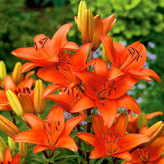 Giglio asiatico - Arancione - Lilium - Decorazione vivace per aiuole e bouquet