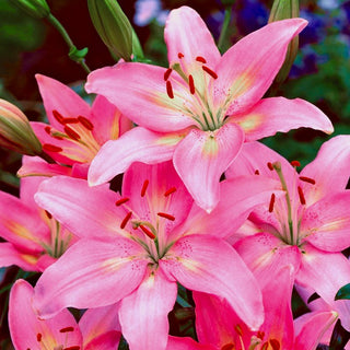 Giglio asiatico - Rosa - Lilium - Rosa intensa, piena di grazia