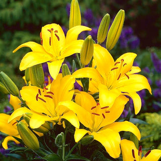 Giglio asiatico - Giallo - Lilium - Fusti slanciati fino a 100 cm di altezza