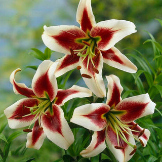 Giglio arboreo - Beverly Dreams - Lilium - Affascinante e accattivante