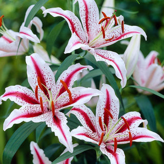 Giglio orientale - Dizzy - Lilium - Fiori bianchi e rosa in piena estate
