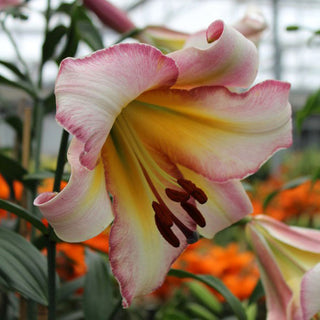 Giglio arboreo - Beijing Moon - Lilium - Rosa delicata con giallo caldo