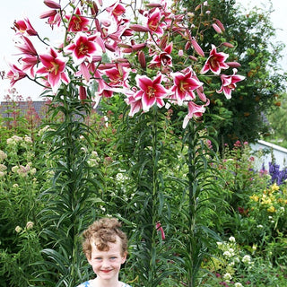 Giglio arboreo - Friso - Lilium - Elegante silhouette in giardino