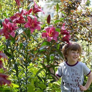 Giglio arboreo - Purple Prince - Lilium - Alto ed elegante elemento in giardino