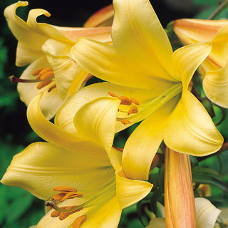 Giglio tromba - Golden Splendour - Lilium - Fiori gialli spettacolari in giardino