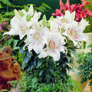 Giglio orientale nano - Muscadet - Lilium - Fiori bianchi con rosa delicato