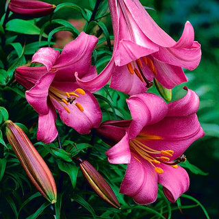 Giglio tromba - Pink Perfection - Lilium - Rosa delicata per aiuole estive