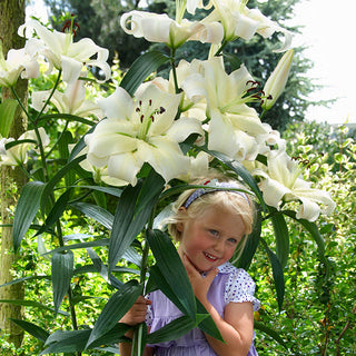 Giglio arboreo - Pretty Women - Lilium - Eleganza candida in giardino