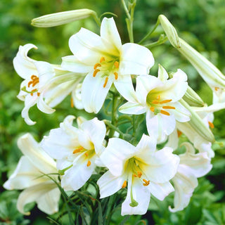 Giglio tromba - Regale - Lilium - Lilium alto per aiuole e bouquet