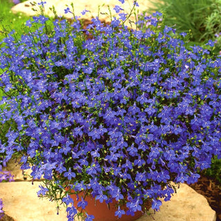 Lobelia pendente - Blu Zaffiro - Decorazione affidabile per tutta l’estate - Lobelia pendula